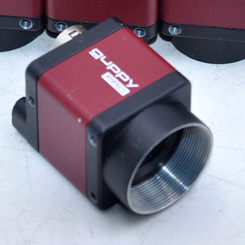 ALLIEDGUPPYGPF201BCLS-TK-5201