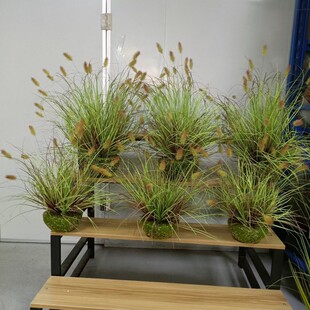仿真狗尾巴草堆秋色系造景装饰杂草兔尾狼尾草绿植枯草摆件毛毛草