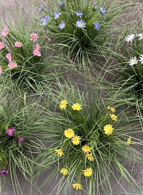 仿真花洋甘菊草团春天气息