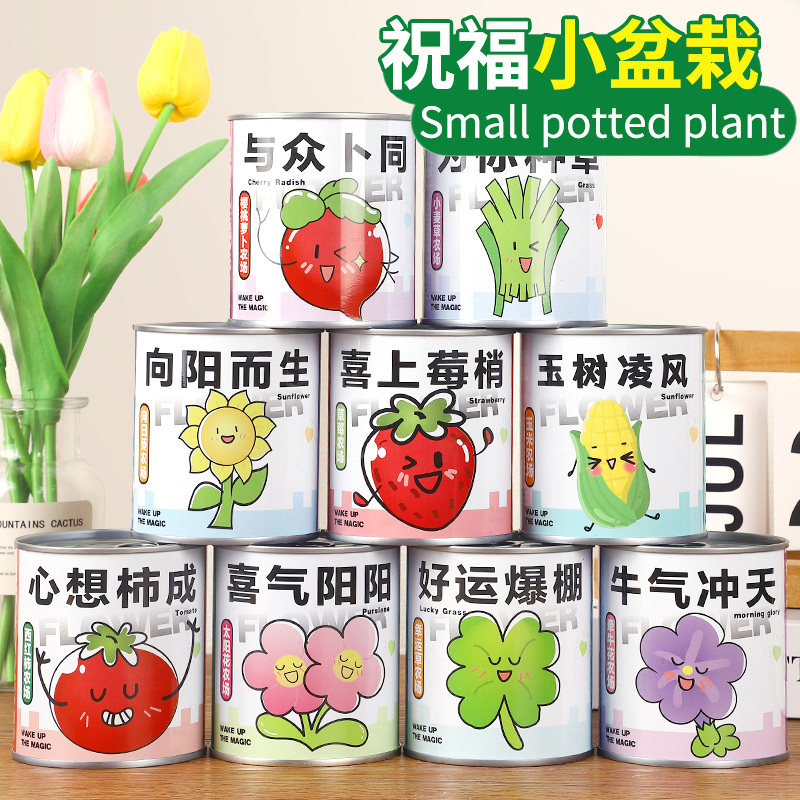 儿童种植小盆栽生日礼物创意礼品植物罐头盲盒幼儿园全班批发奖品