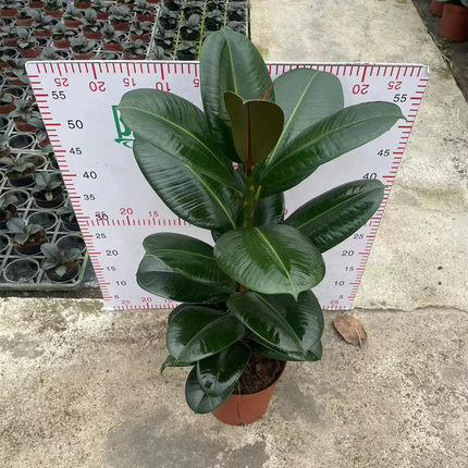 绿金刚橡皮树老桩盆栽绿植花卉植物室内阳台好养易活净化空气室外