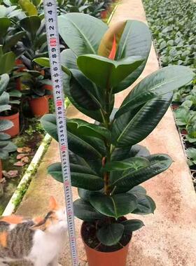 坦尼克黑绿花叶祛斑小姐圆叶金刚橡皮树苗大盆栽绿植室内客厅阳台