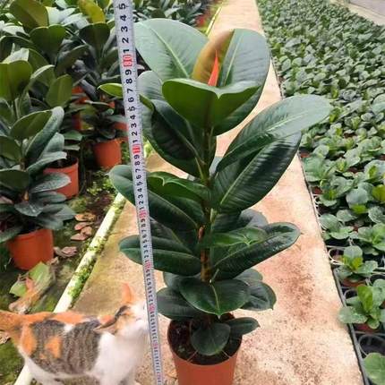 坦尼克黑绿花叶祛斑小姐圆叶金刚橡皮树苗大盆栽绿植室内客厅阳台
