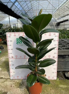 绿色黑金刚橡皮树花叶子苗老桩盆栽绿植植物室内易活四季客厅花卉