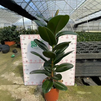 绿色黑金刚橡皮树花叶子苗老桩盆栽绿植植物室内易活四季客厅花卉