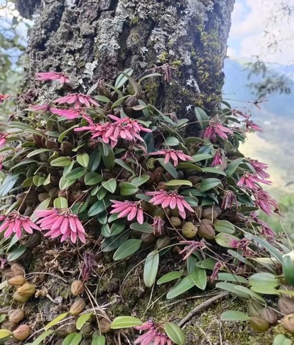 豆豆石豆兰瓜珠石豆兰迷你盆栽雨淋缸造景板植假山附石
