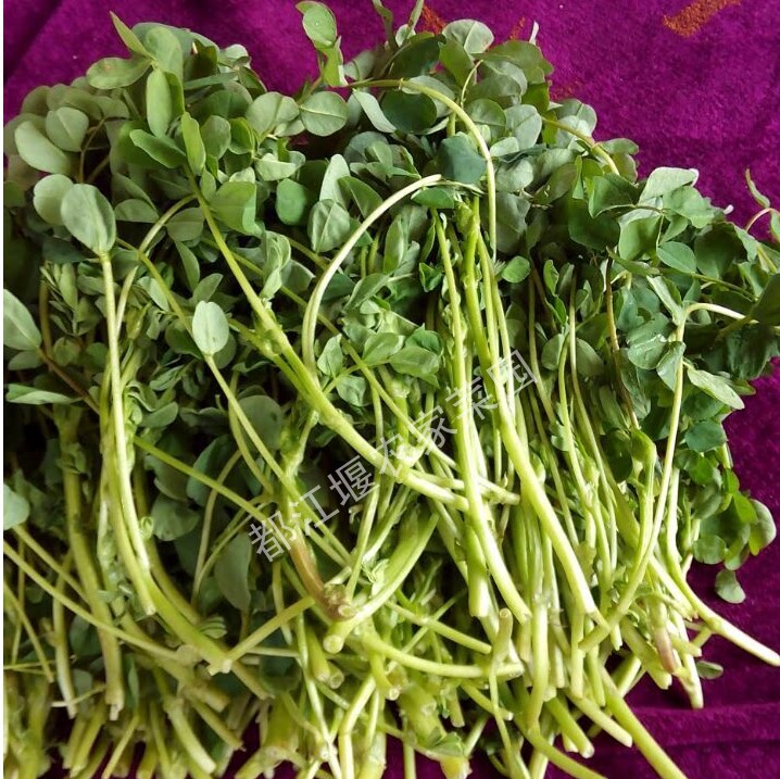 都江堰农家菜园绿色蔬菜草头金花菜农家自种自吃江一苕时令菜苕菜