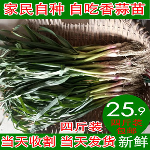 都江堰农家菜园香蒜苗回锅肉青蒜苗大蒜叶蔬菜蒜苗蔬菜1件4斤包邮
