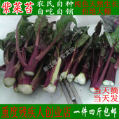 都江堰农家菜园新鲜红菜苔紫菜苔红油菜时令蔬菜紫菜心1份4斤 包邮