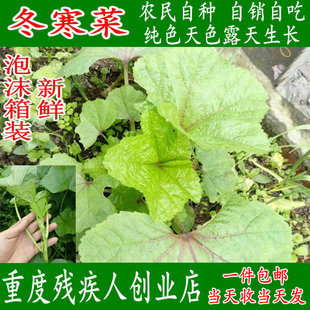 都江堰农家菜园新鲜蔬菜冬寒菜冬苋菜马蹄莱时令蔬菜一份三斤包邮