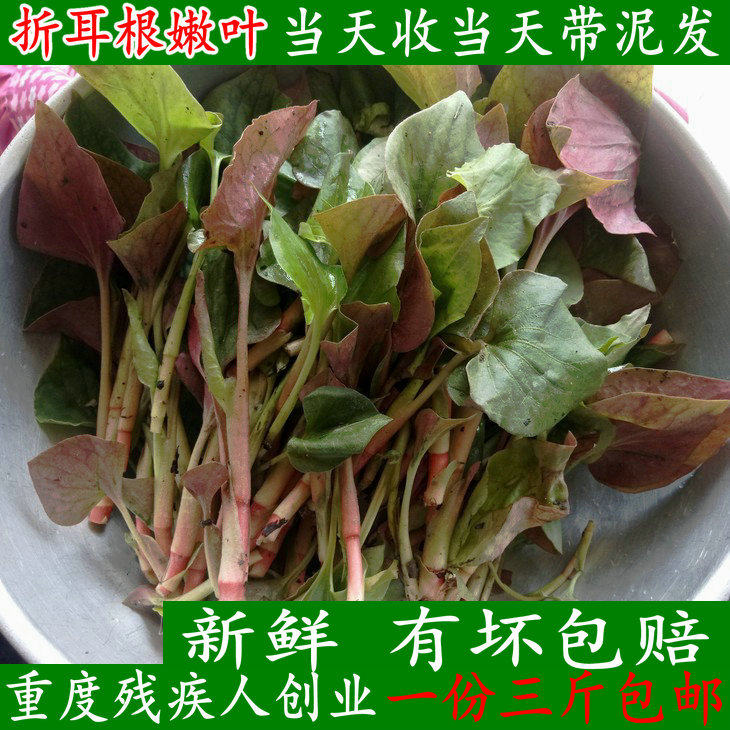 都江堰农家菜园新鲜折耳根鱼腥草嫩叶侧耳根鱼心草凉拌折儿根包邮,水产肉类/新鲜蔬果/熟食,其它,淘宝优惠券,粉丝福利购,淘宝优惠卷