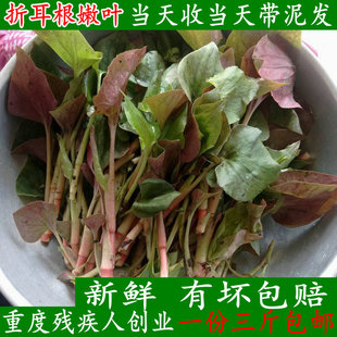都江堰农家菜园新鲜折耳根鱼腥草嫩叶侧耳根鱼心草凉拌折儿根包邮