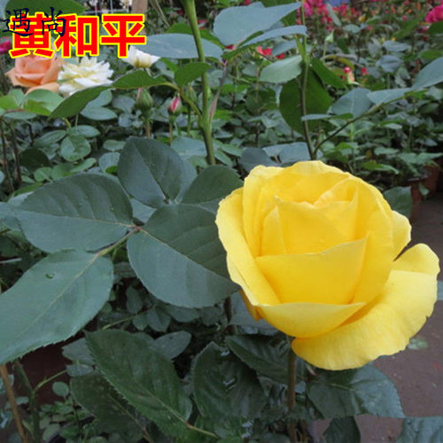 庭院玫瑰香水花期长月季盆栽