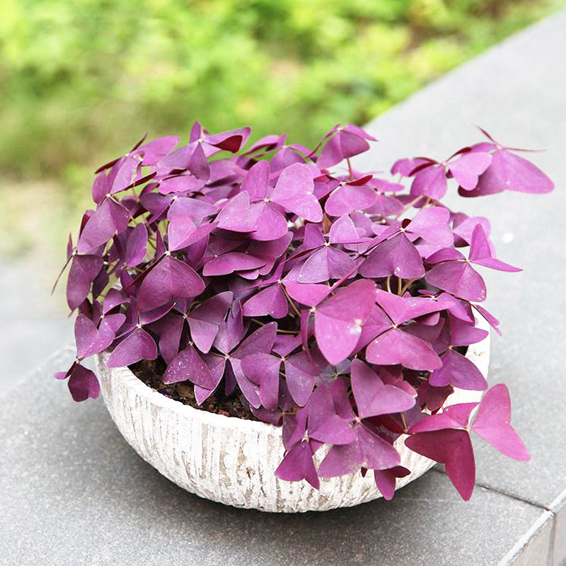 四季紫叶幸运草苗红花三叶草紫叶酢浆草红叶酢浆四叶心型草小盆栽