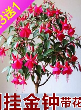 室内盆栽垂吊花卉倒挂金钟又名灯笼海棠 多色选择木本花苗 包邮