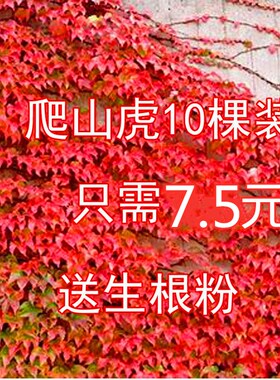 爬山虎爬藤植物小叶扶芳藤四季常青红叶爬墙虎三叶工程苗五叶地.