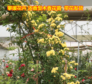 木香花苗七里香盆栽爬藤植物浓香四季 甜蜜红木香花苗蔷薇攀援花卉