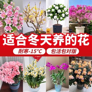 耐寒耐冻花卉盆栽易活四季室外开花植物适合冬天养的花冬季种的花