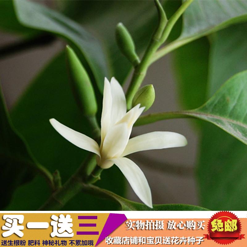 新品室内 白兰花盆栽 木兰花黄桷兰植物浓香绿植苗嫁接