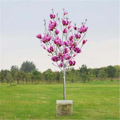 娇红玉兰紫树苗黄鸟盆栽植