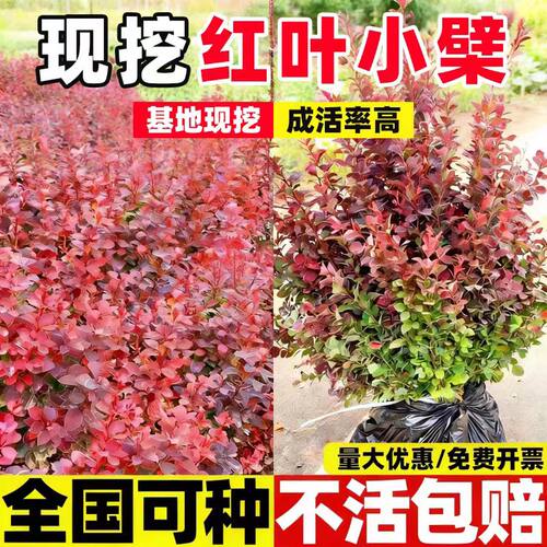 红叶小檗树苗紫波工程绿化