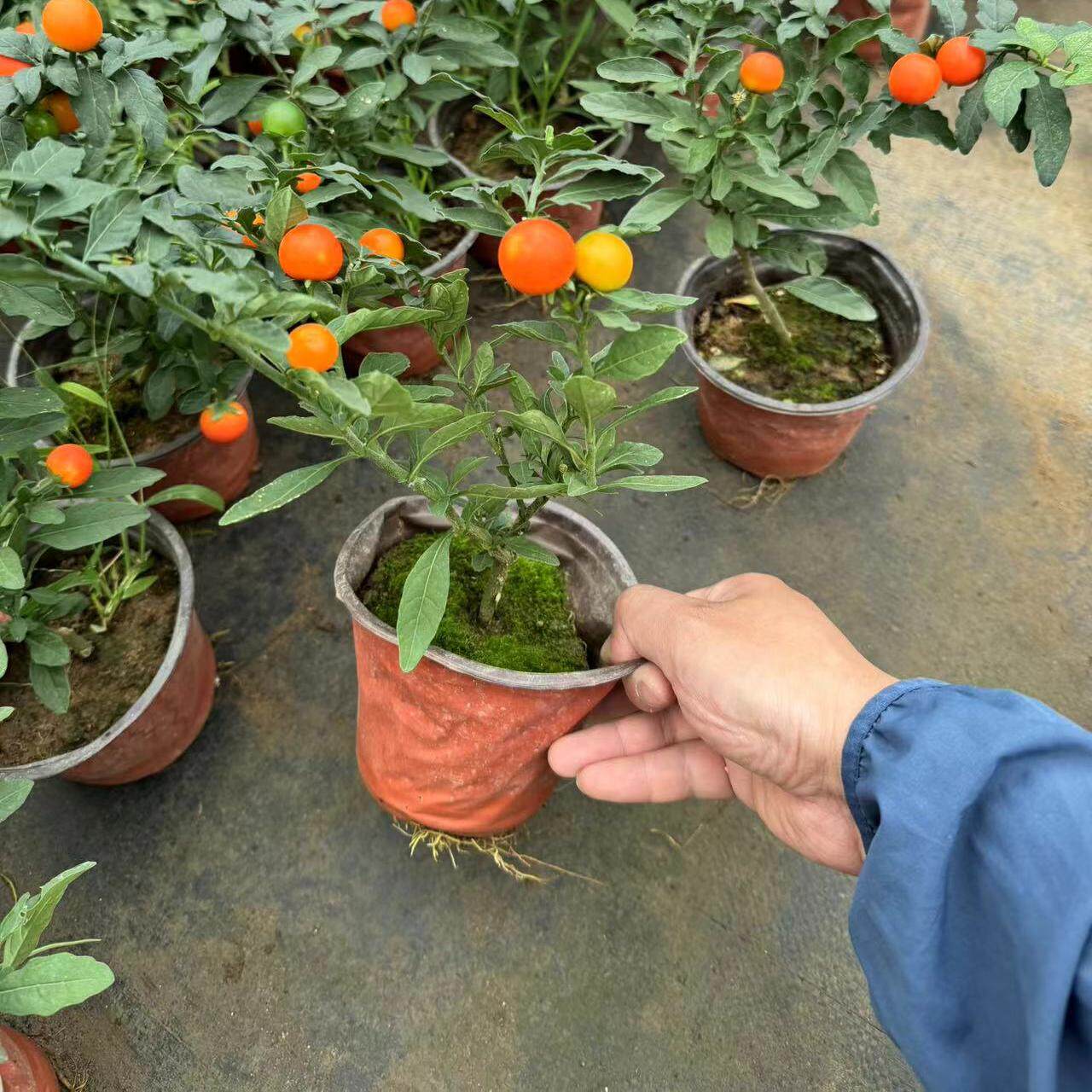 珊瑚樱盆栽冬珊瑚室内阳台盆栽珊瑚豆吉庆果观果植物四季果