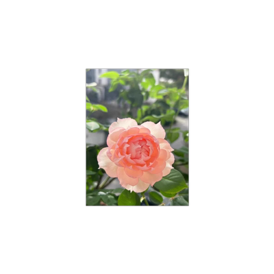 莫妮卡戴维月季花苗大花浓香月季美人尖粉色玫瑰四季盆栽地栽花卉