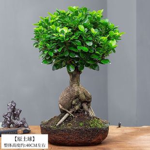人参榕盆栽绿植提根老桩摇钱树发财树造型小叶榕树盆景植物金钱榕