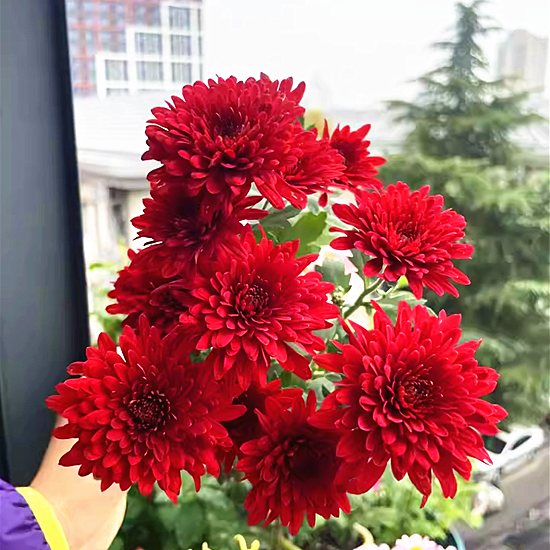 带花苞四季荷兰菊菊花大苗耐寒易活开花花卉盆栽室内外阳台绿植物