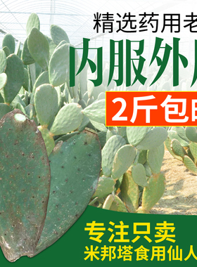 新鲜仙人掌绿色多肉植物盆栽可嫁接食用仙人掌米邦塔美容外敷内服