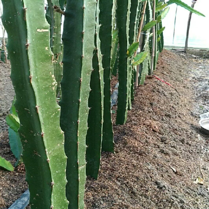 三角柱嫁接植物三棱箭钻木仙人掌嫁接蟹爪兰令箭荷花多肉植物科