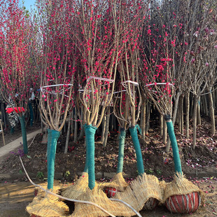 观赏桃花树苗紫叶碧桃苗绿化苗紫叶美人梅红叶碧桃苗庭院别墅地栽