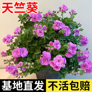 天竺葵花苗盆栽重瓣大花室内外阳台花卉庭院好养易活植物