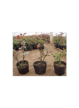 月季花苗盆栽地栽花苗灌木蔷薇苗
