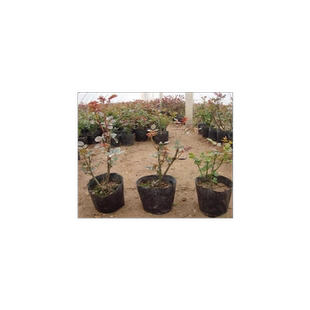 月季花苗盆栽地栽大花月季花苗灌木月季藤本月季玫瑰蔷薇苗