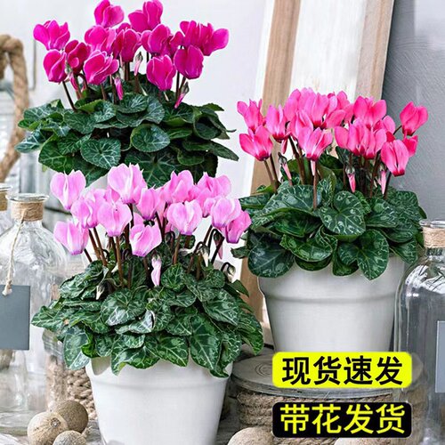 仙客来花苗盆栽带苞兔耳