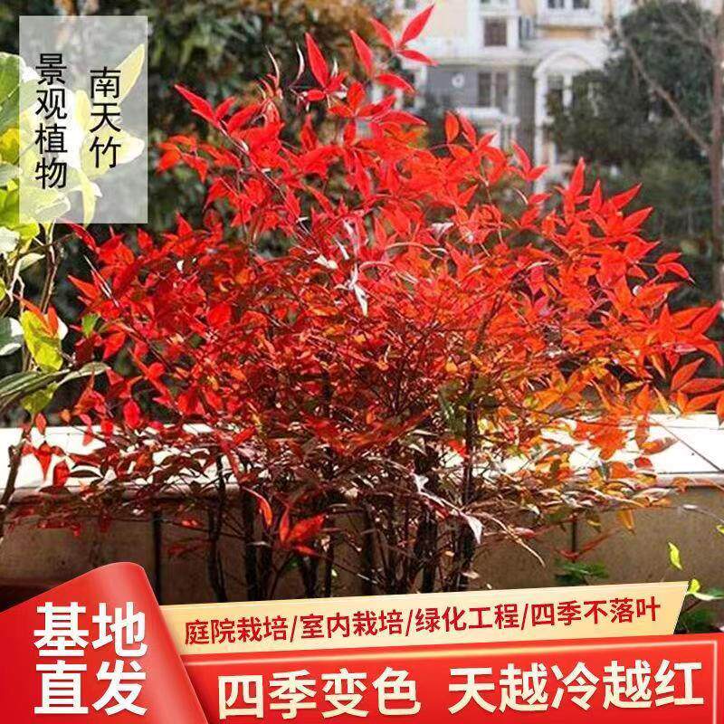 南天竹庭院绿化植物苗木红天竹苗办公室观叶盆栽室内室内绿植盆景