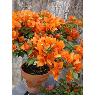 精品火宝石热火橙桑巴三角梅树苗爬藤小苗盆栽