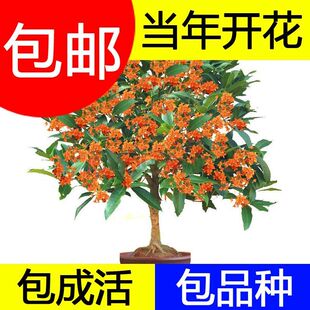 精品浓香型桂花树苗沉香桂金桂丹桂四季天香台阁花卉绿植盆景盆栽