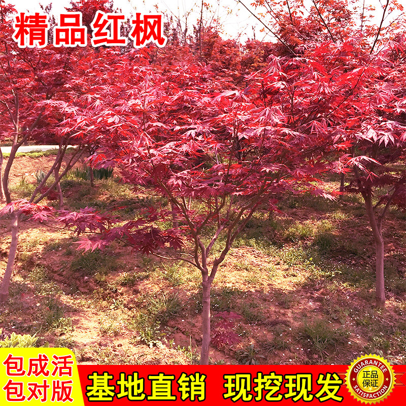 日本红枫树苗舞姬美国室外图片