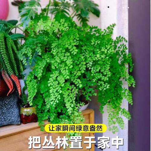 铁线蕨盆栽密叶水培类植物