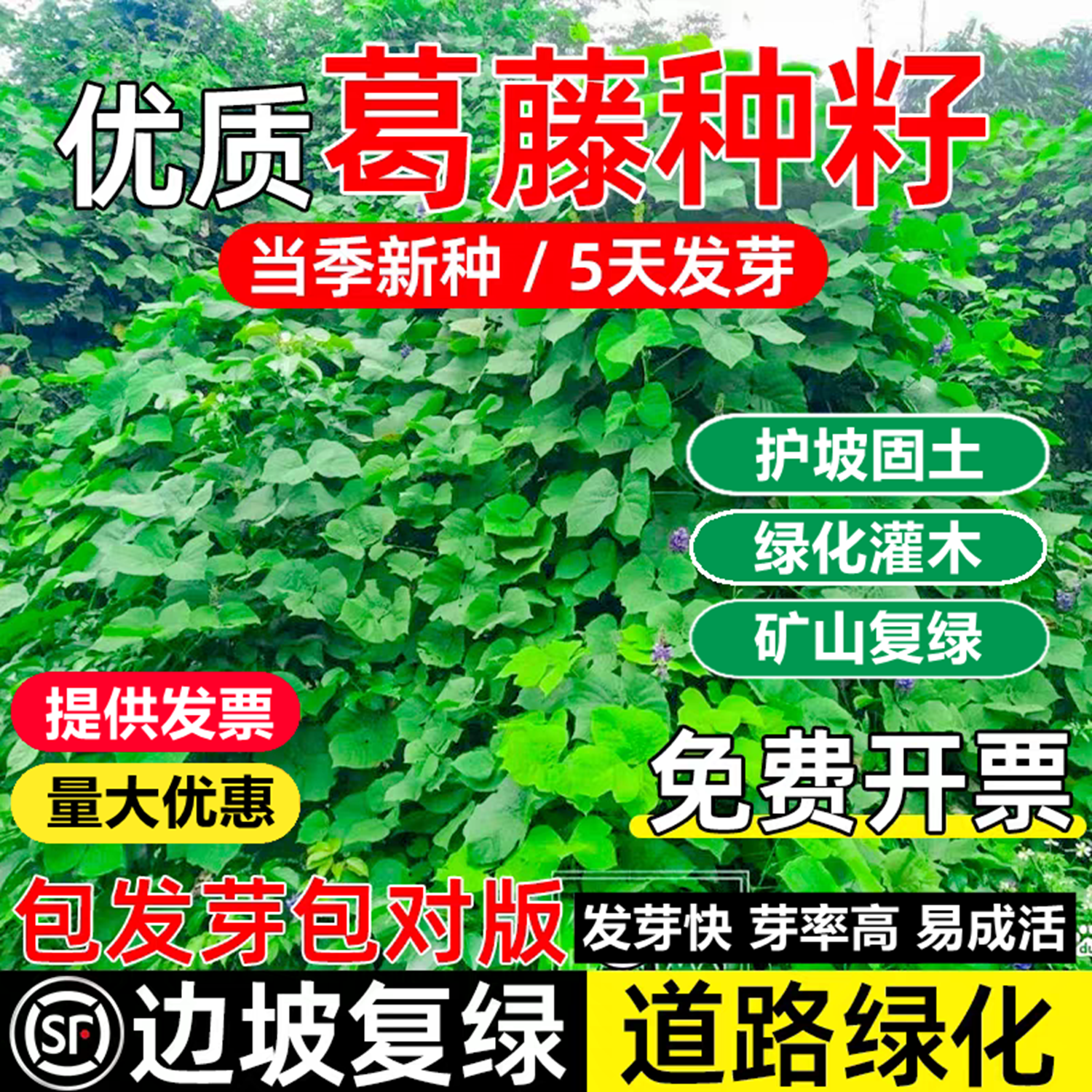 葛藤种子葛根爬山虎牵牛花油麻藤山边坡矿区绿化护坡爬藤植物种籽