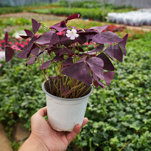 紫叶酢浆草三幸运红花盆栽
