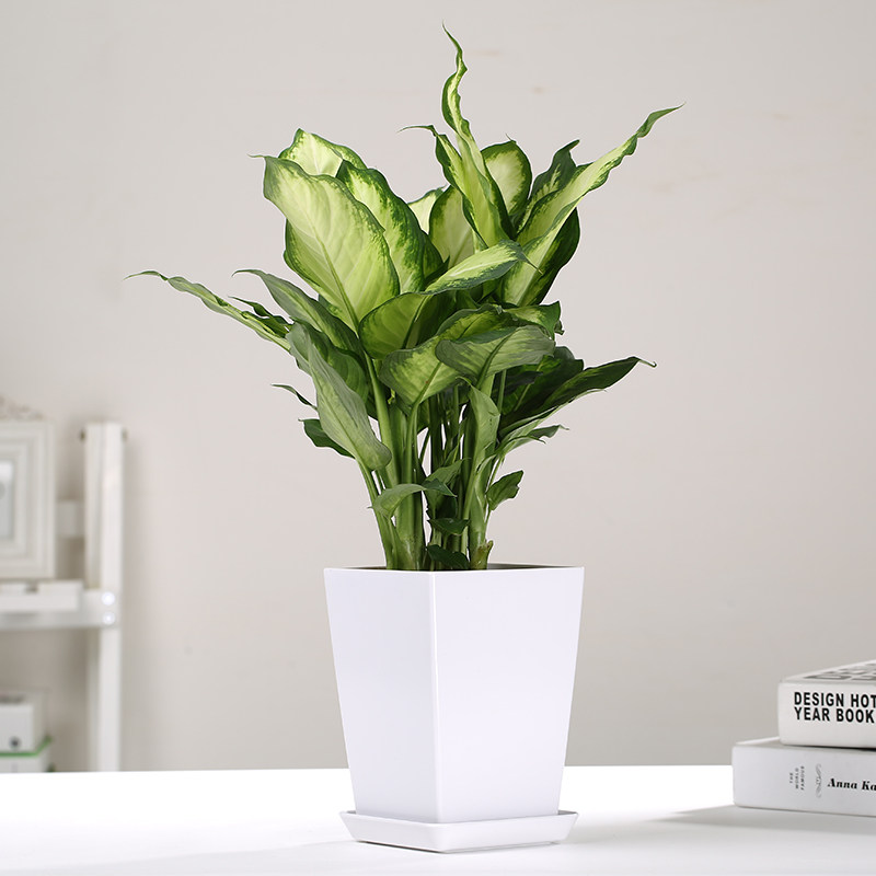 花叶万年青银皇后素材模板 花叶万年青银皇后图片下载 小麦优选