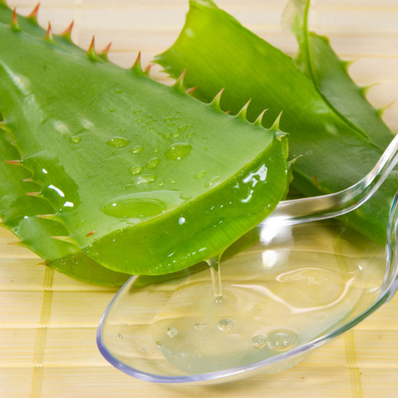 库拉索芦荟叶片补水美容芦荟盆栽绿植食用芦荟新鲜芦荟苗植物