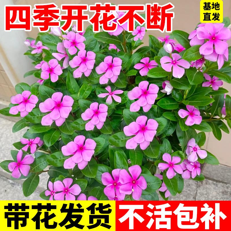 长春花盆栽带花苞庭院耐热爆花植物天天开花苗四季花卉多年生绿植
