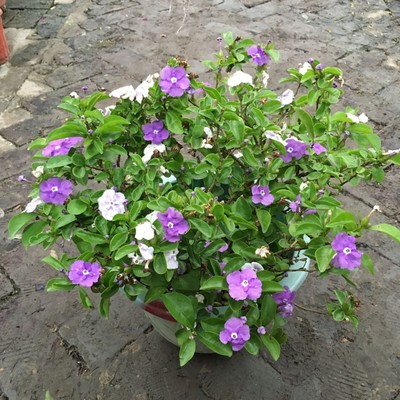 双 色茉莉 花 鸳鸯茉莉花苗 家庭阳台室内盆栽芳香花卉绿植