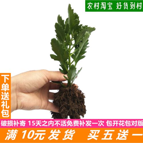 盆栽巴黎单瓣阳台四季观花植物