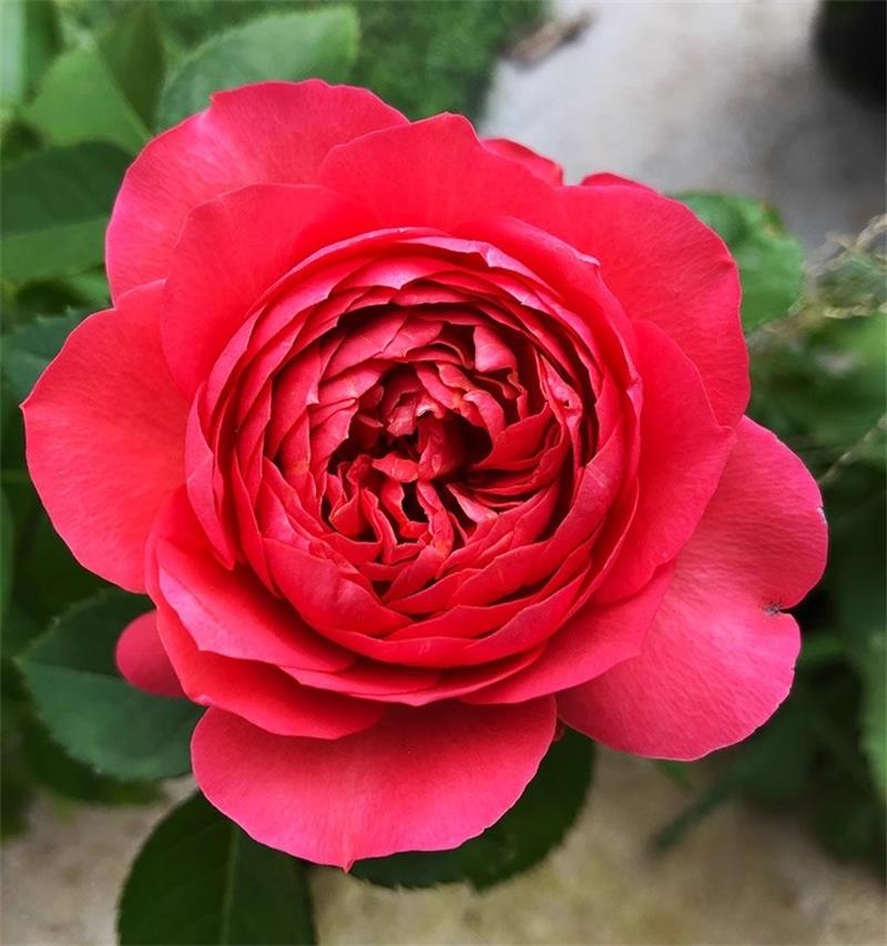 红色果汁阳台月季花苗盆栽微月四季庭院大花玫瑰香奈儿月季丰花型