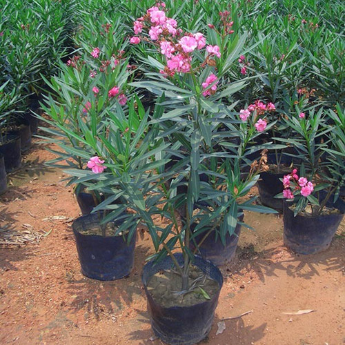 夹竹桃树苗盆栽绿化木庭院